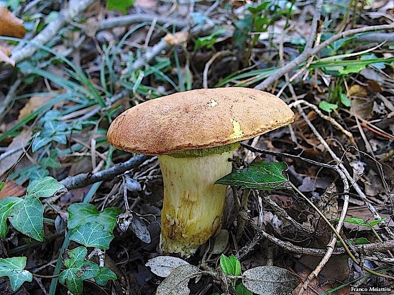 Xerocomus vari